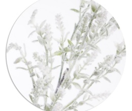 Gałązka 70cm bukszpan szroniony (GL03738)