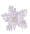 White and silver poinsettia (CV37121-MIX)