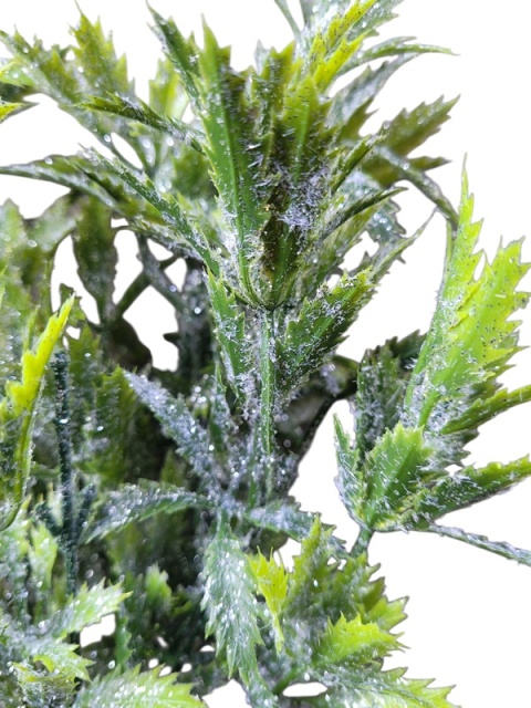 Bukiet 5 gałązek ostrokrzew z brokatem (CV37612)