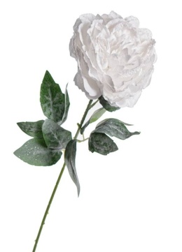 Piwonia biała szroniona (KO4382)