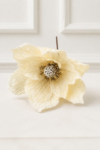 Magnolia śnieżna beżowa na piku (SX1228)