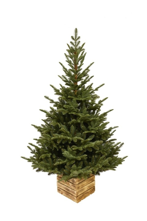 Choinka Mountain Fir PE BOX 180cm (DC0271) fi 118cm